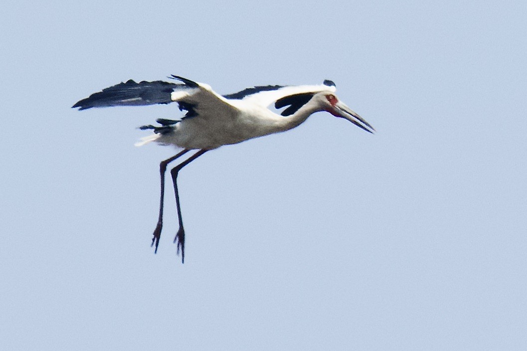 Maguari Stork - Debbie Metler