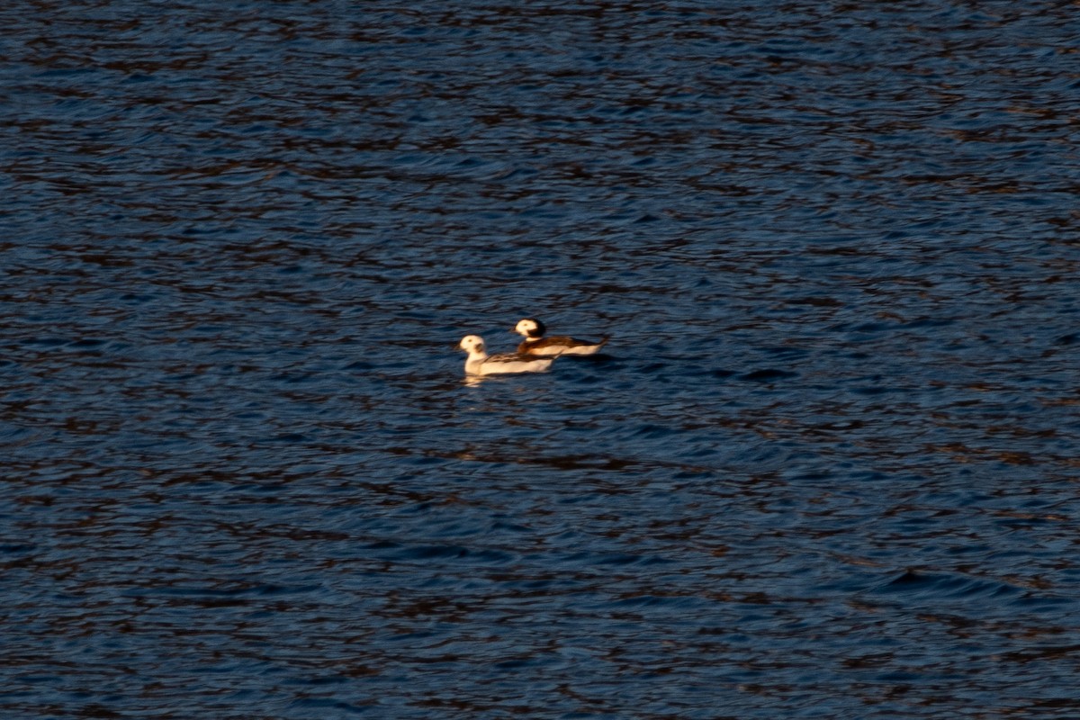 Long-tailed Duck - ML613002097