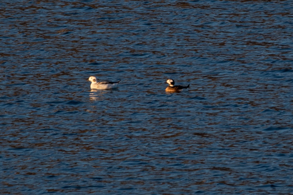 Long-tailed Duck - ML613002098