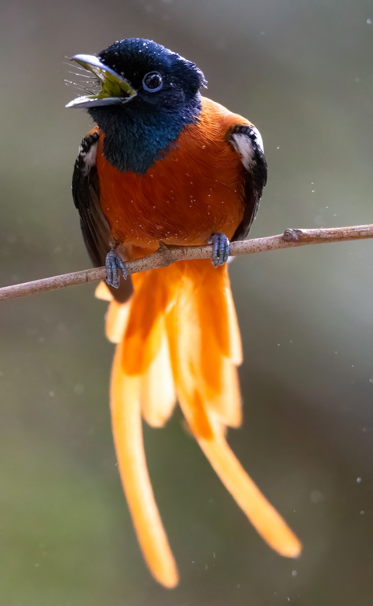 Black-headed Paradise-Flycatcher (Red-bellied) - Chris Griffin
