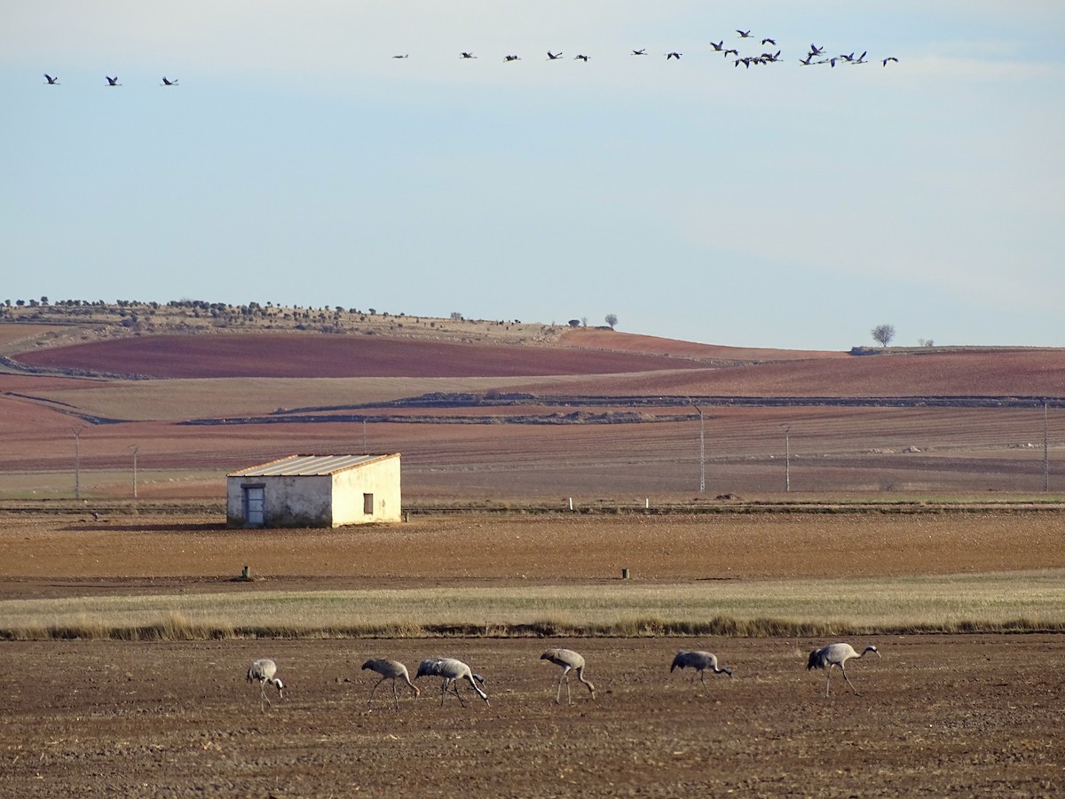 Common Crane - ML613002202