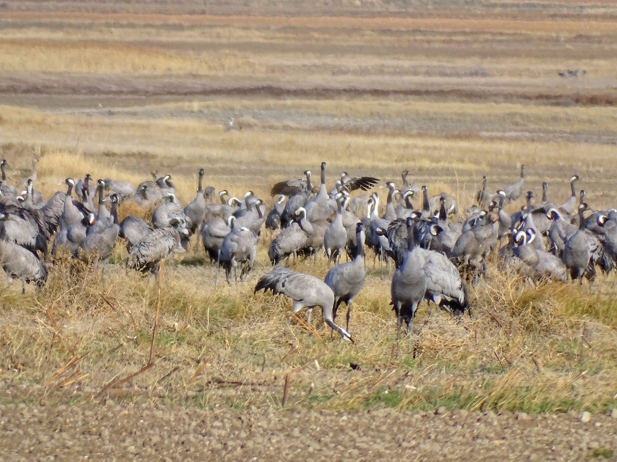 Common Crane - ML613002204