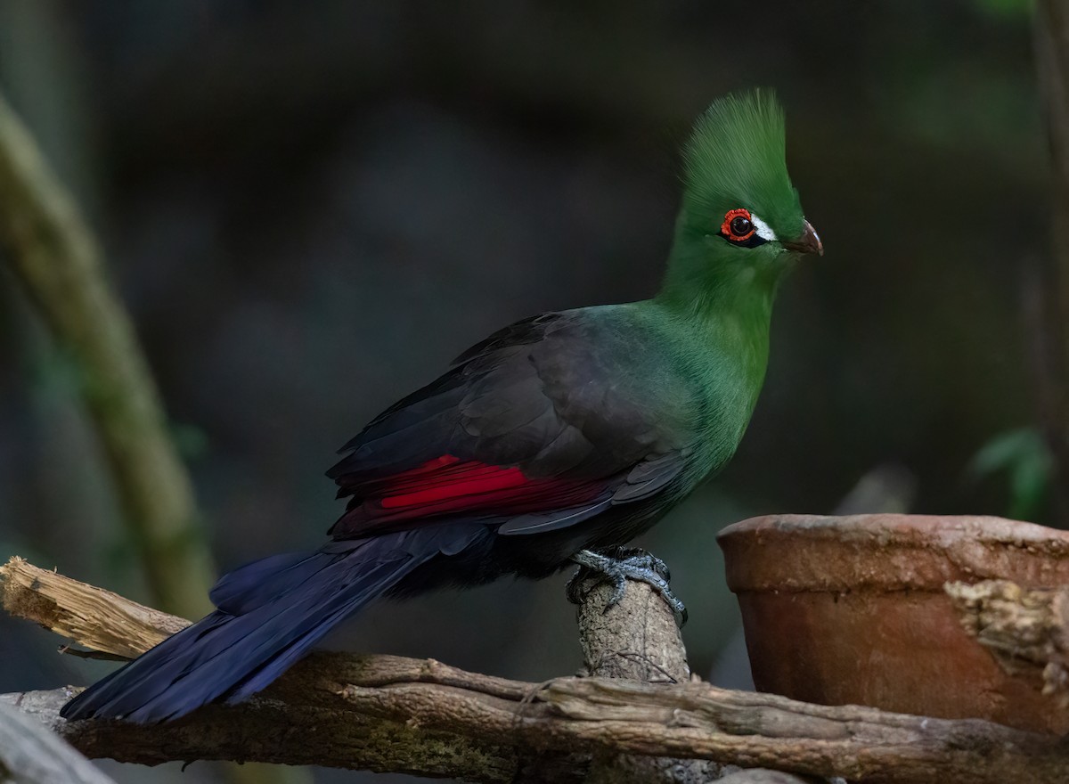 Guinea Turaco - ML613002214