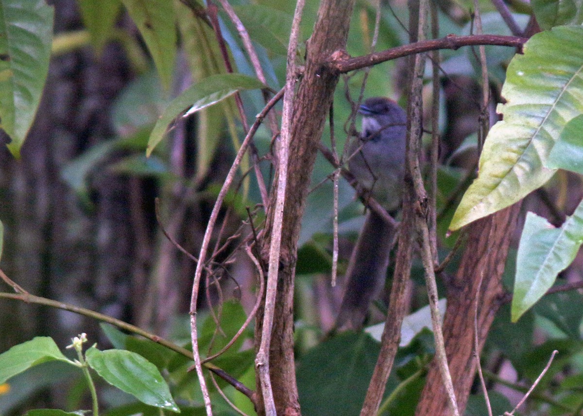 Pale-breasted Spinetail - ML613002268