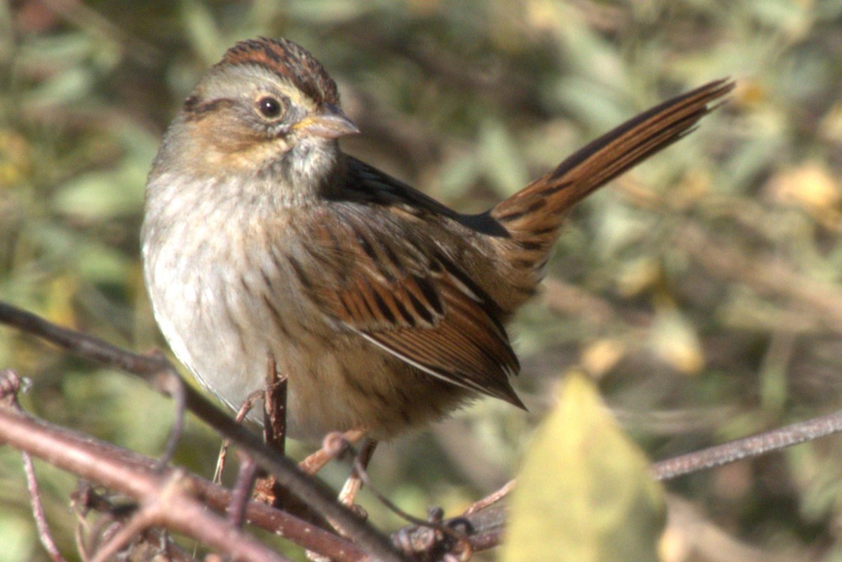 Swamp Sparrow - ML613002394