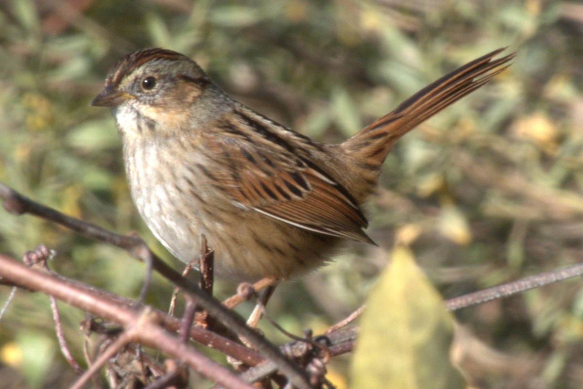 Swamp Sparrow - ML613002395