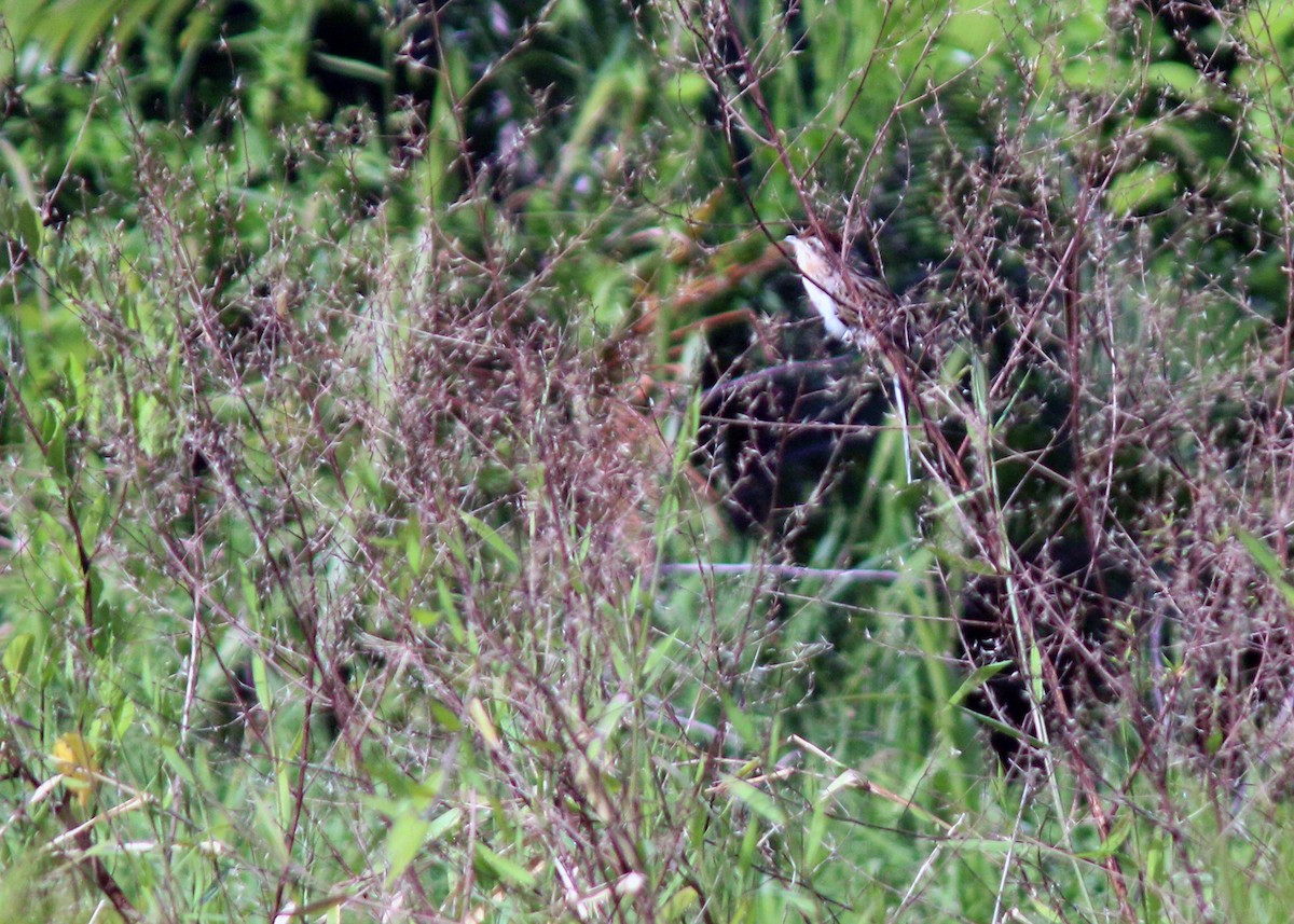 Striped Cuckoo - ML613002404