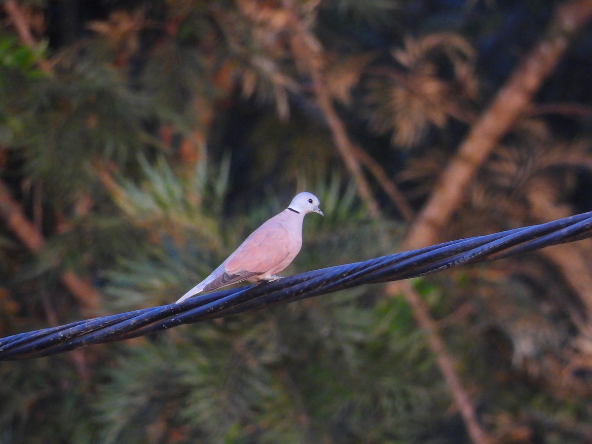 Red Collared-Dove - ML613002432