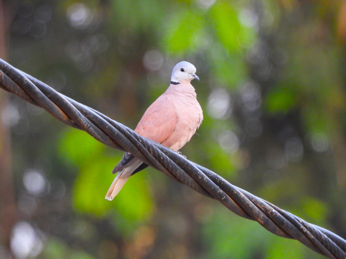 Red Collared-Dove - ML613002433
