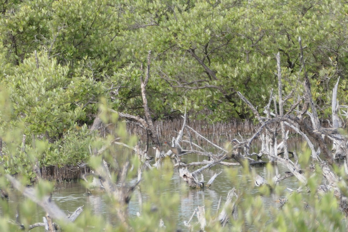 Clapper Rail - Kenrith Carter