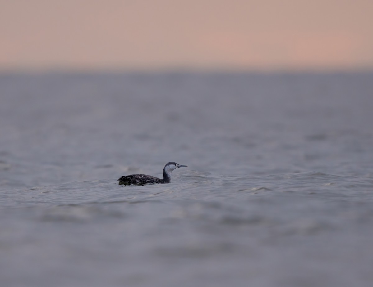 Red-throated Loon - ML613002524