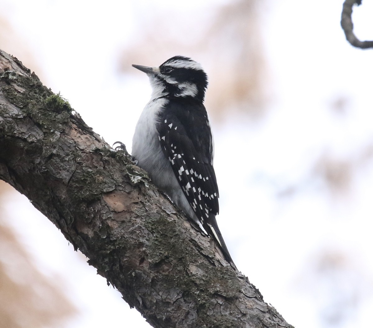 Hairy Woodpecker - ML613002530