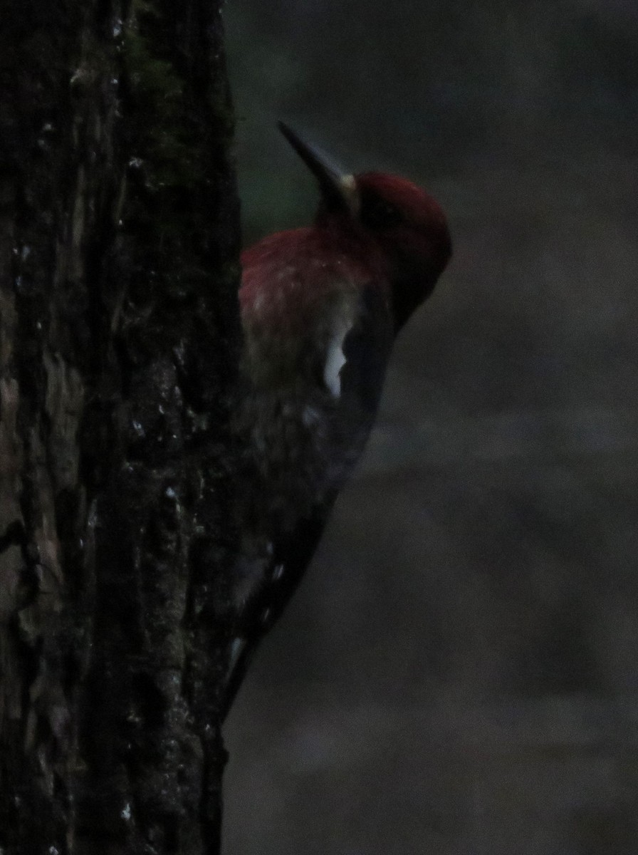 Red-breasted Sapsucker - ML613002539