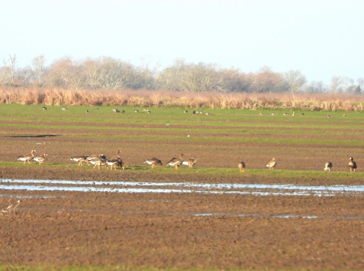 Greater White-fronted Goose - ML613002545