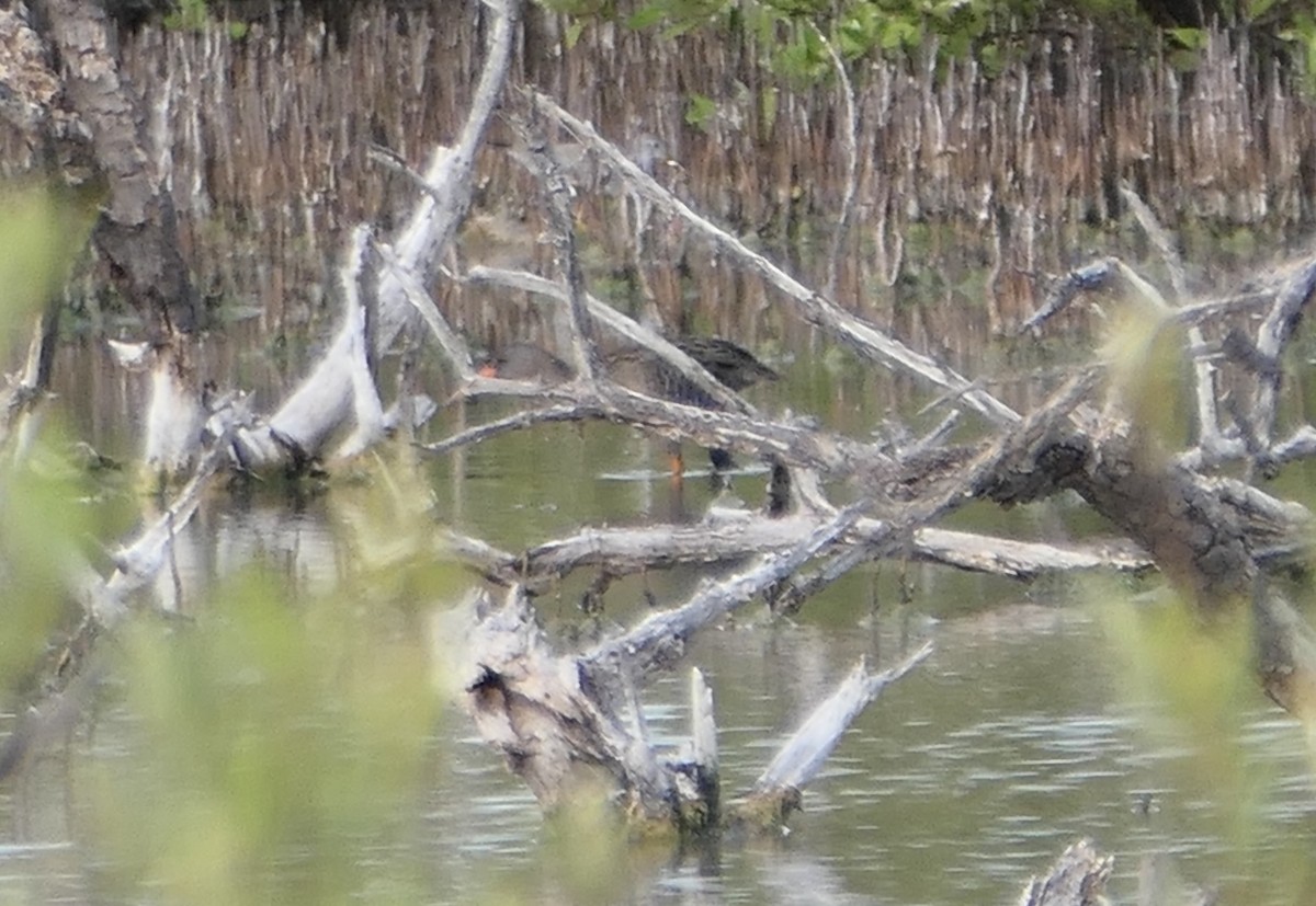 Clapper Rail - ML613002546