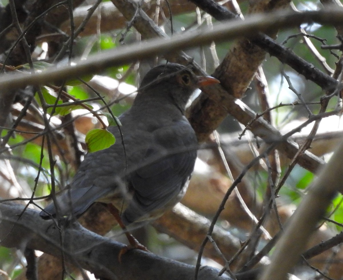 Indian Blackbird - ML613002574