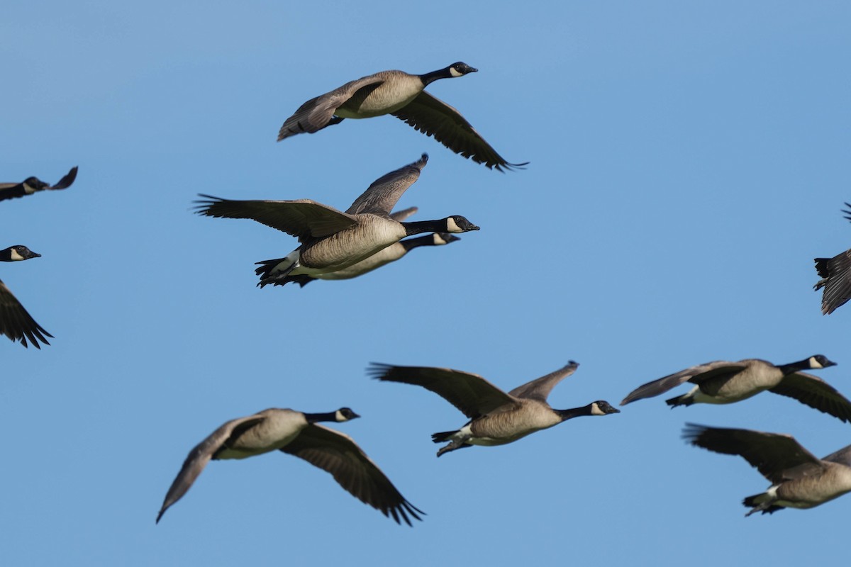 Canada Goose - ML613002591