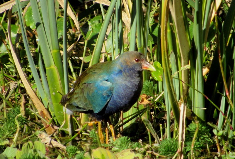 Purple Gallinule - ML613002608