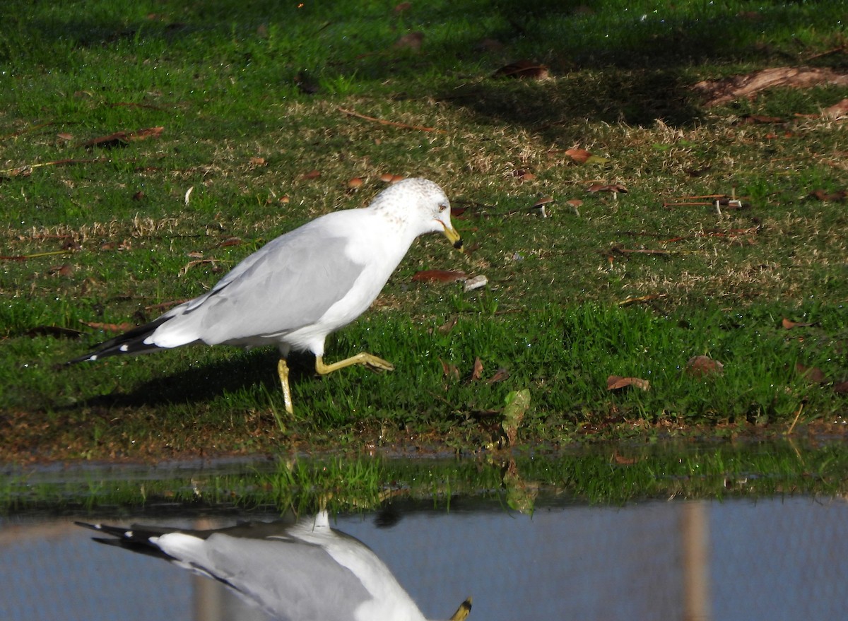 Ring-billed Gull - ML613002646