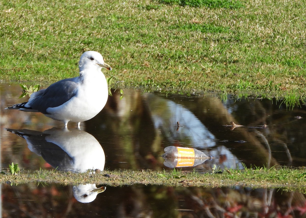 California Gull - ML613002660