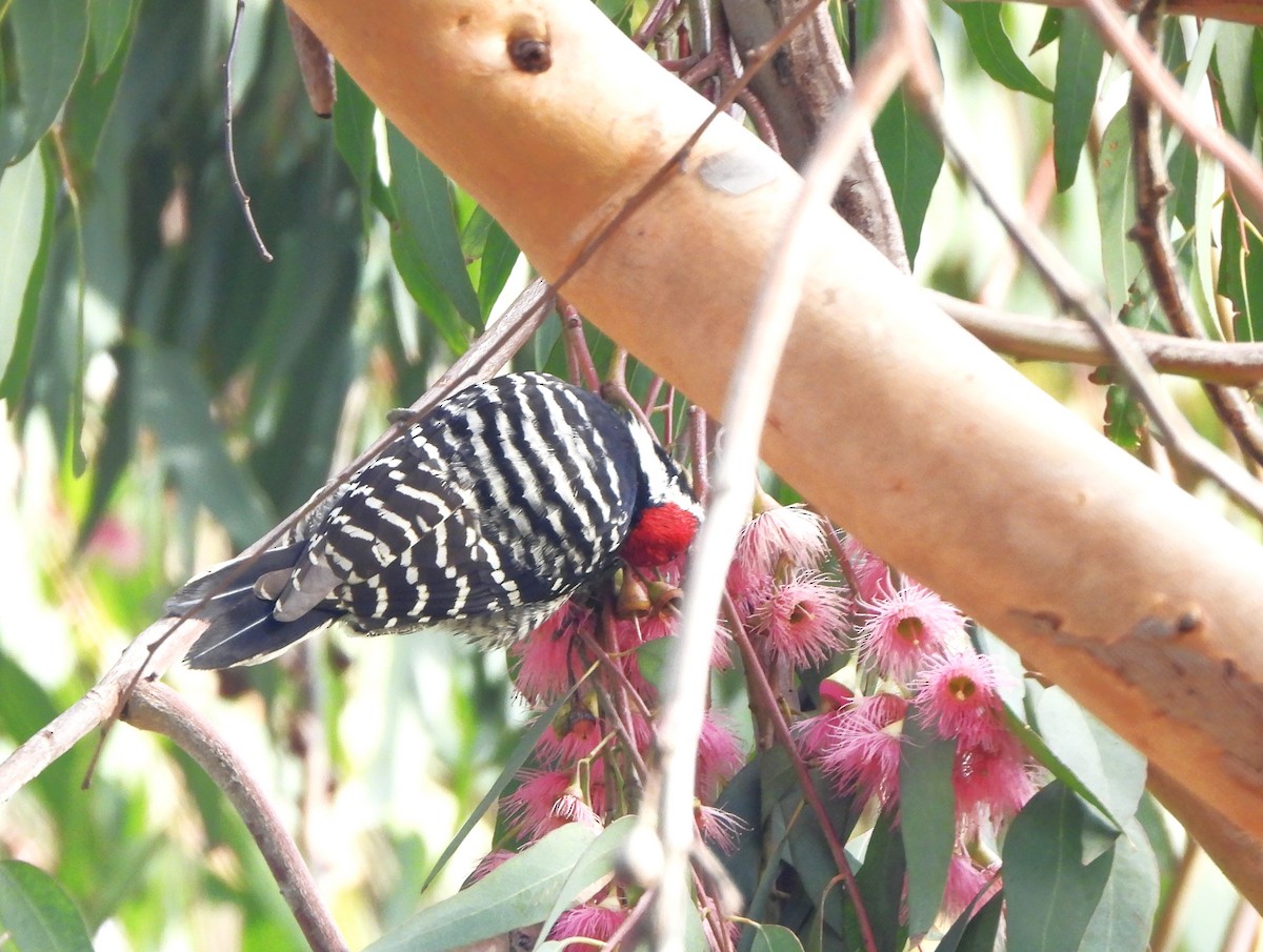 Nuttall's Woodpecker - Lena Hayashi