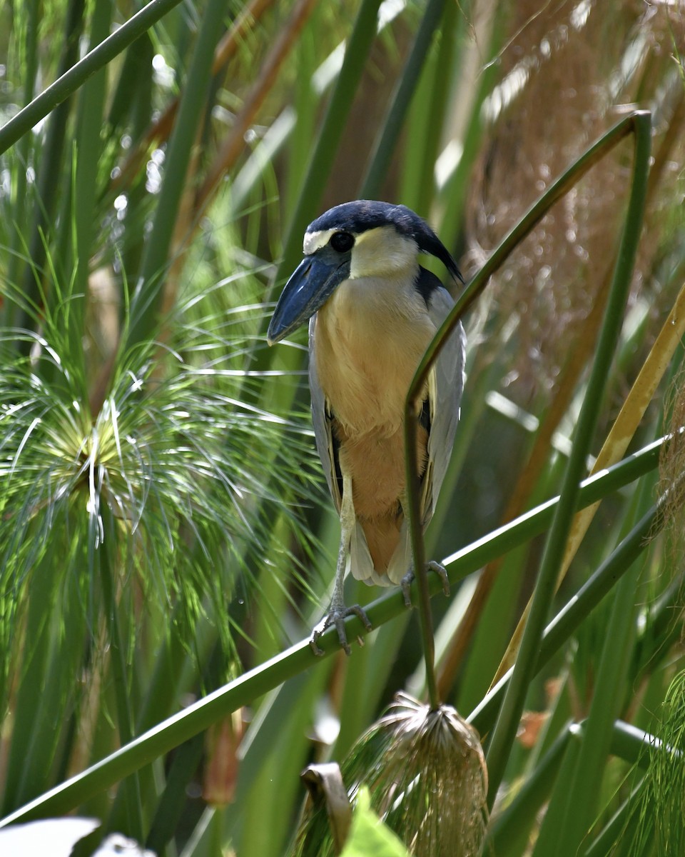 Boat-billed Heron - ML613002674