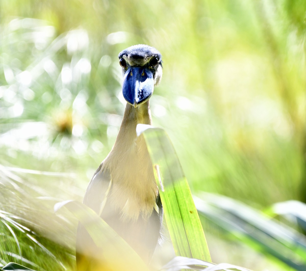 Boat-billed Heron - ML613002684