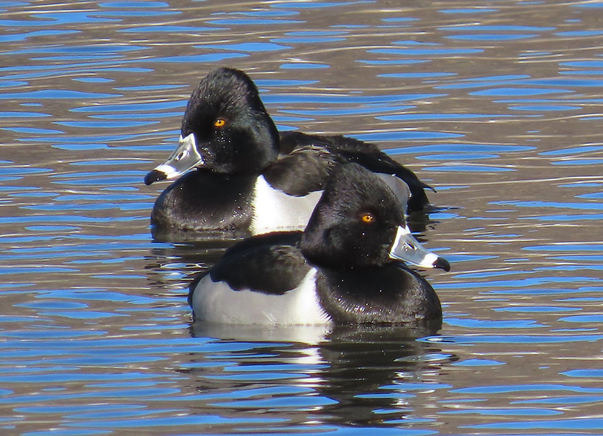 Ring-necked Duck - ML613002685