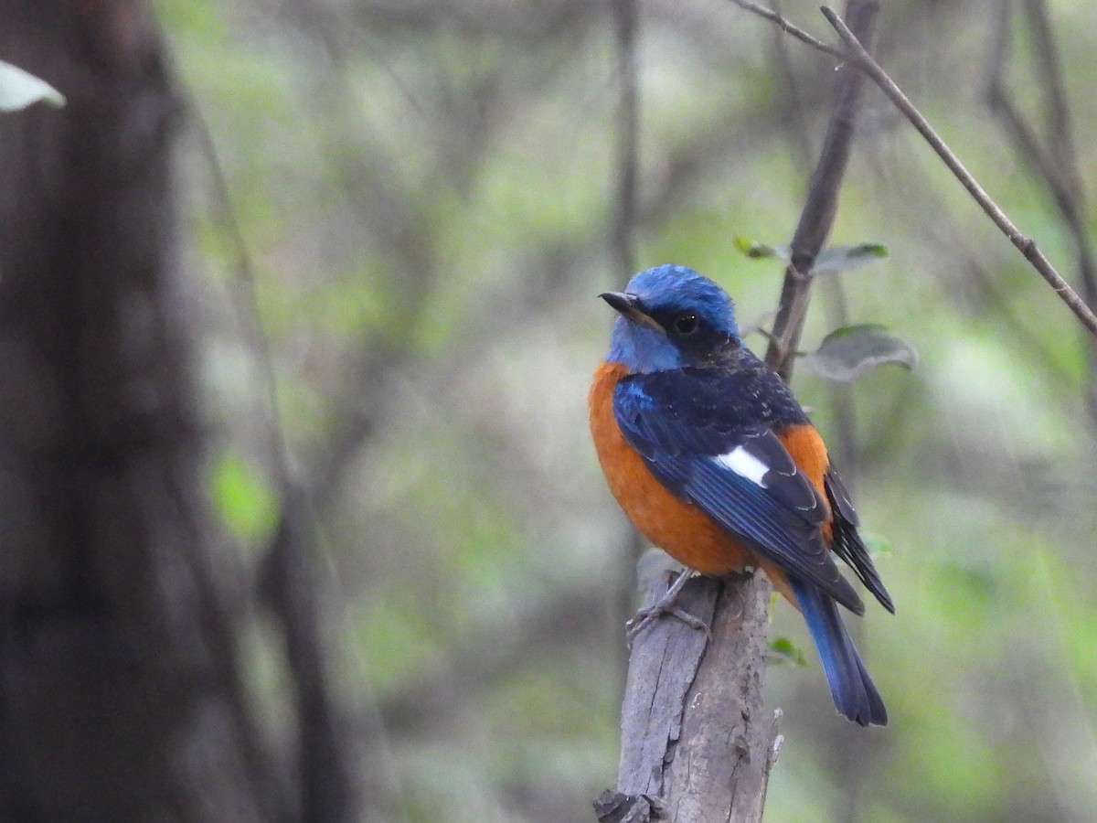Blue-capped Rock-Thrush - ML613002703