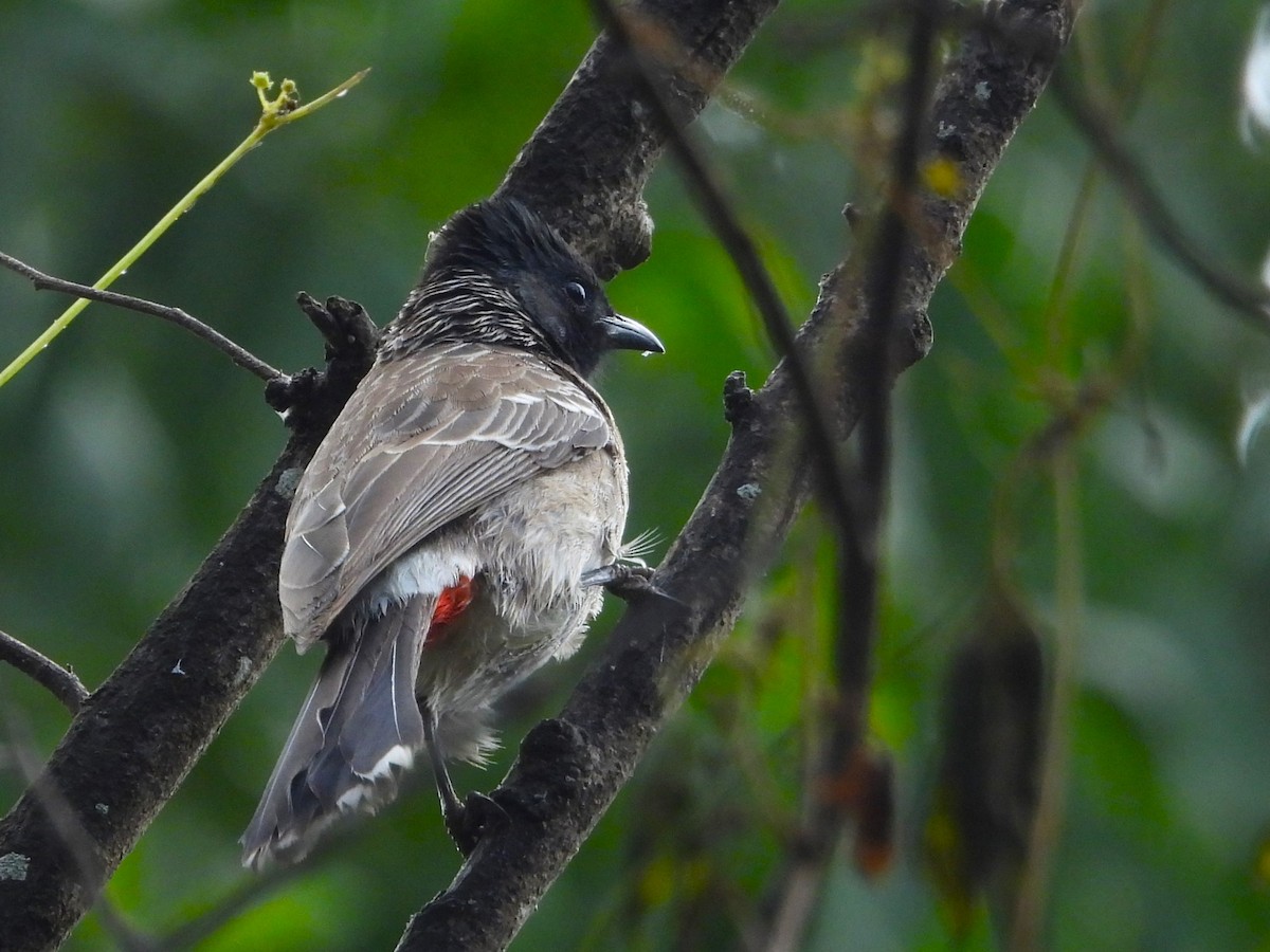 Red-vented Bulbul - ML613002715