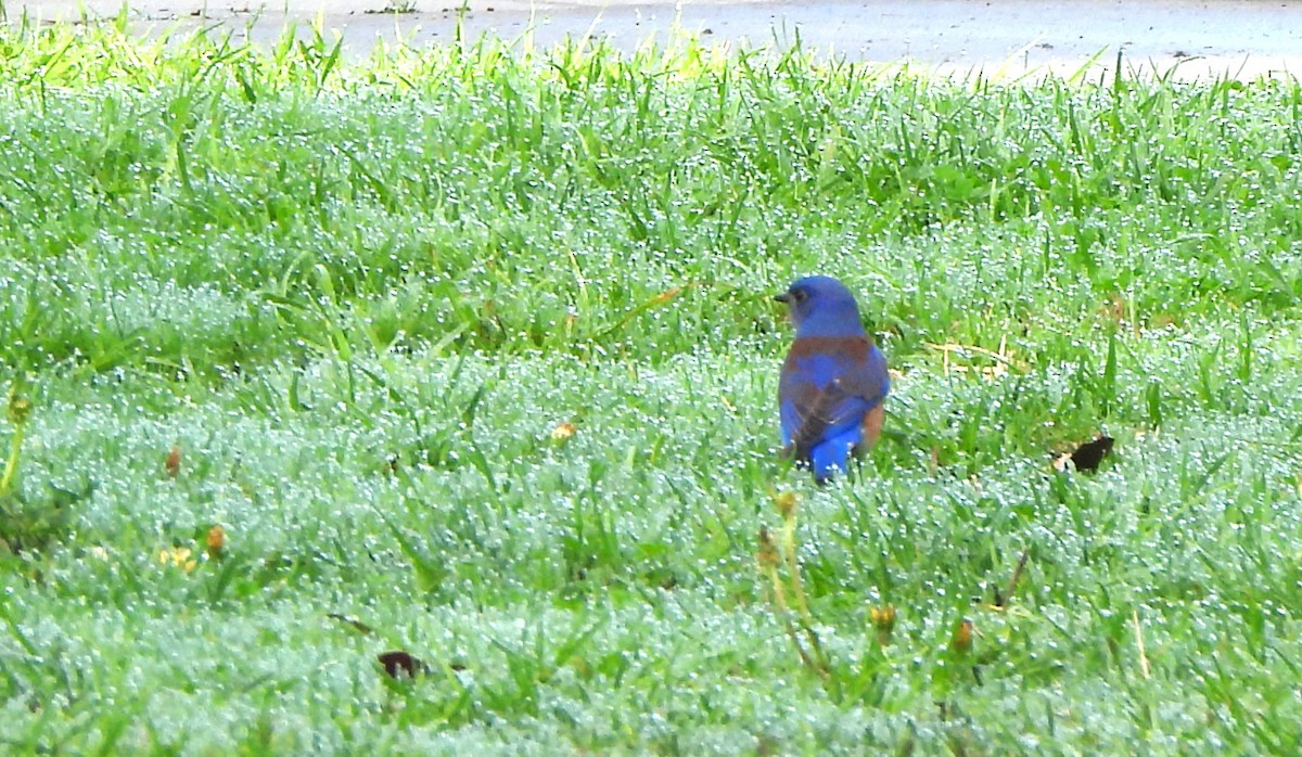 Western Bluebird - Lena Hayashi