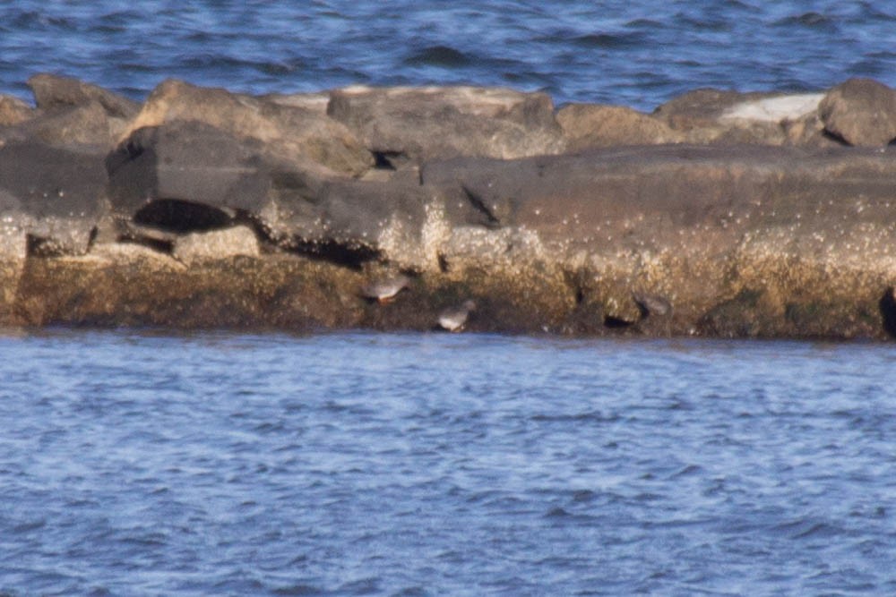 Purple Sandpiper - ML613002735