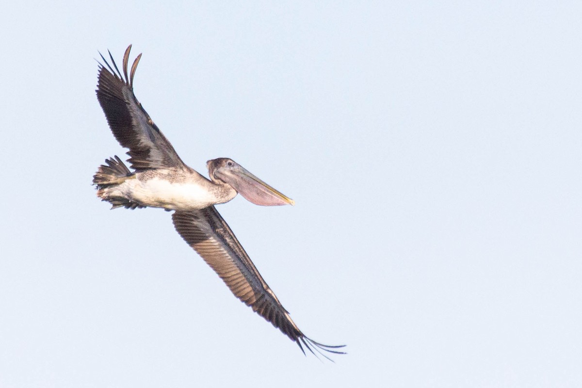 Brown Pelican - ML613002746