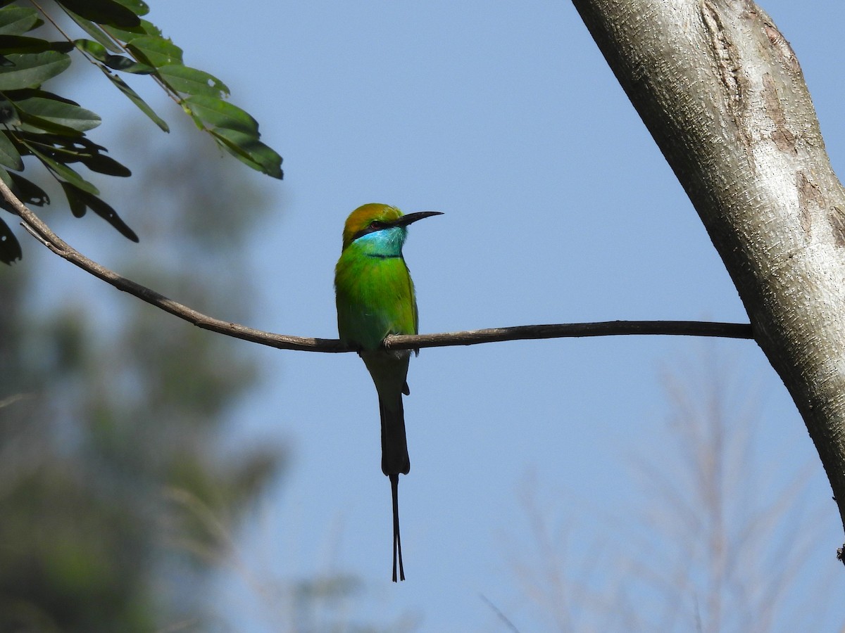 Asian Green Bee-eater - ML613002759