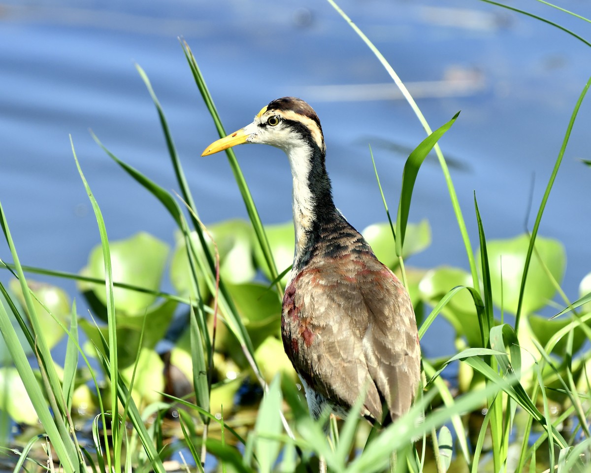 Northern Jacana - ML613002772