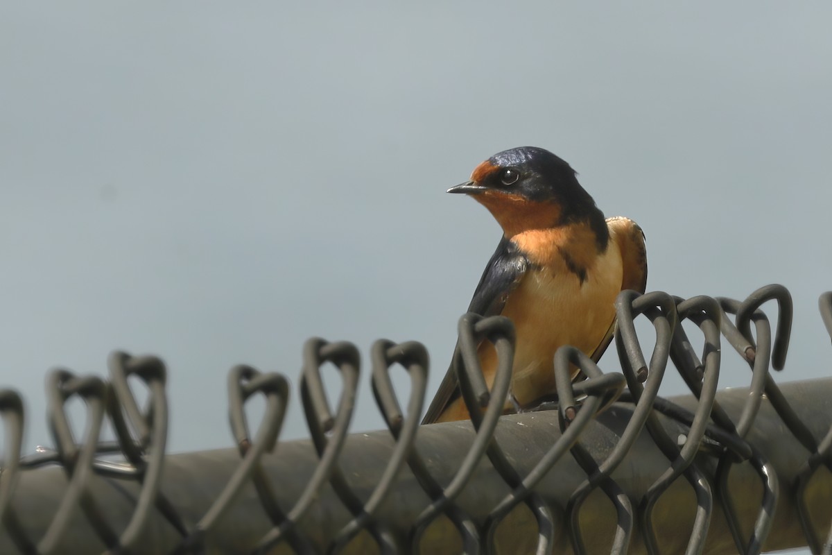 Barn Swallow - ML613002804