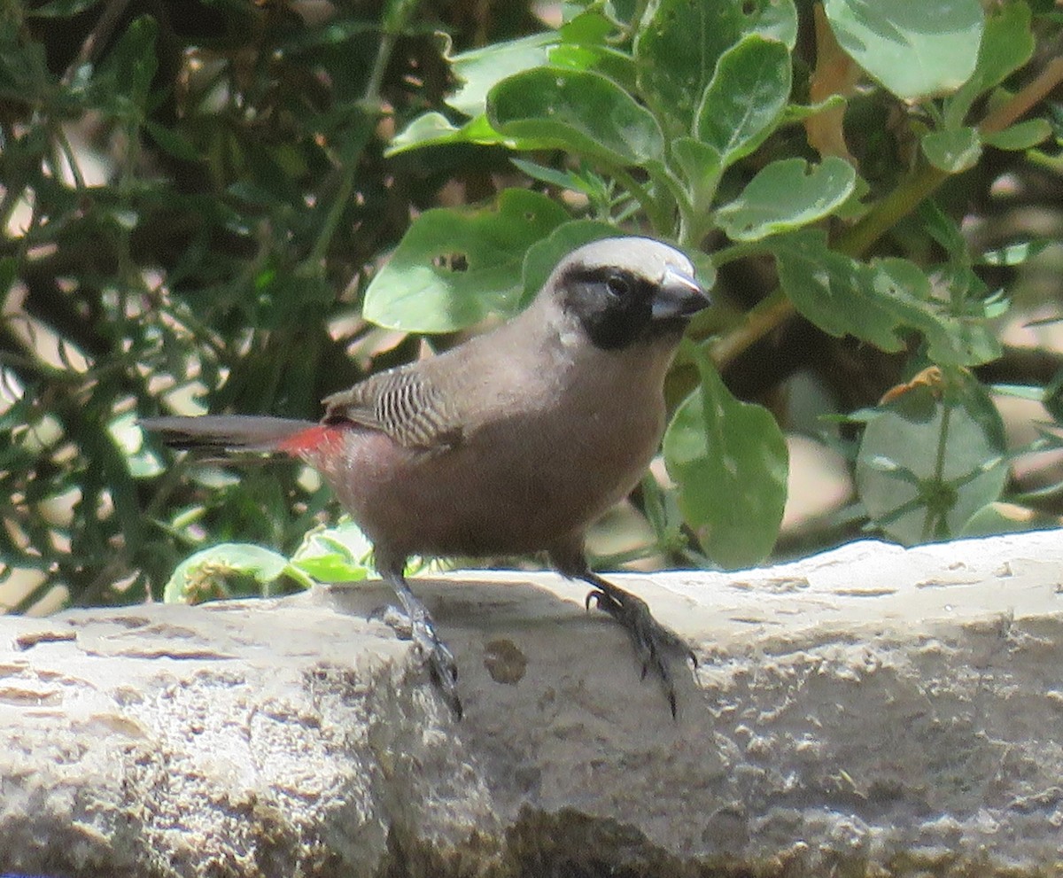 Black-faced Waxbill - ML613002829