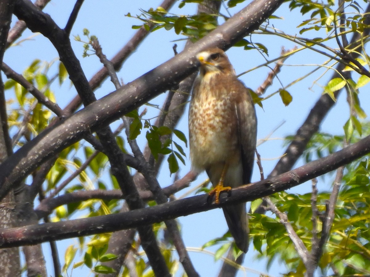 White-eyed Buzzard - ML613002903