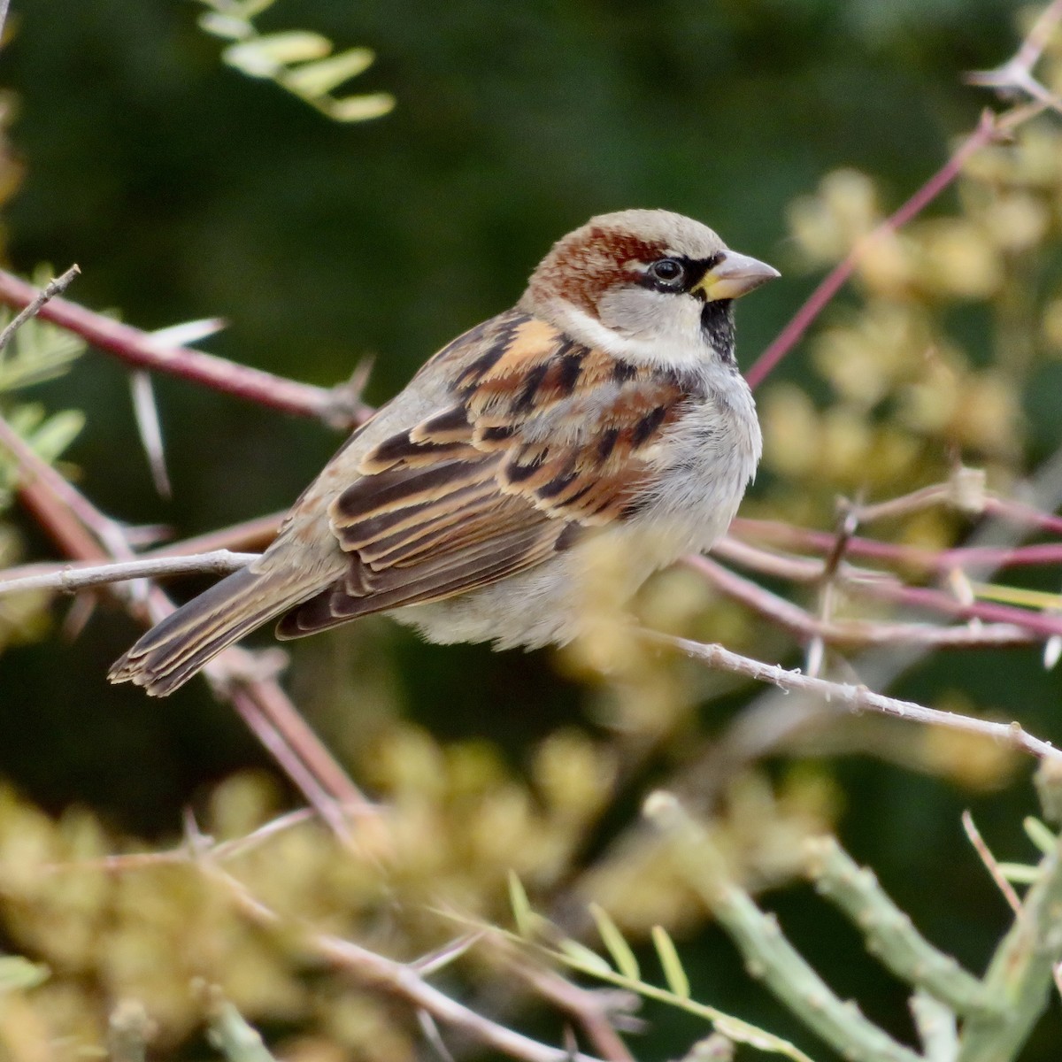 House Finch - Anita Toney