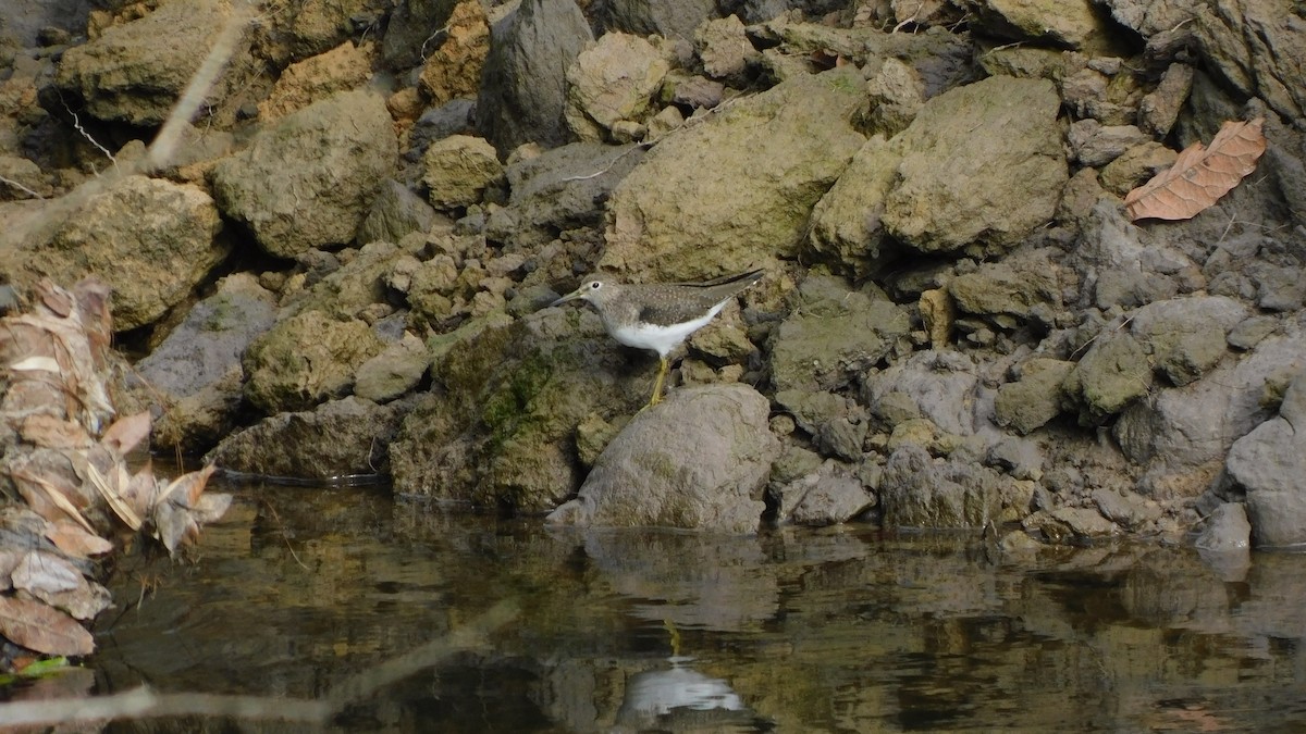 Solitary Sandpiper - ML613002943