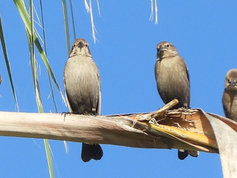 Brown-headed Cowbird - Lena Hayashi