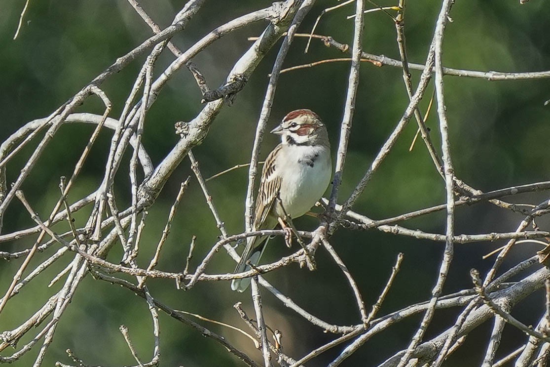 Lark Sparrow - ML613002975