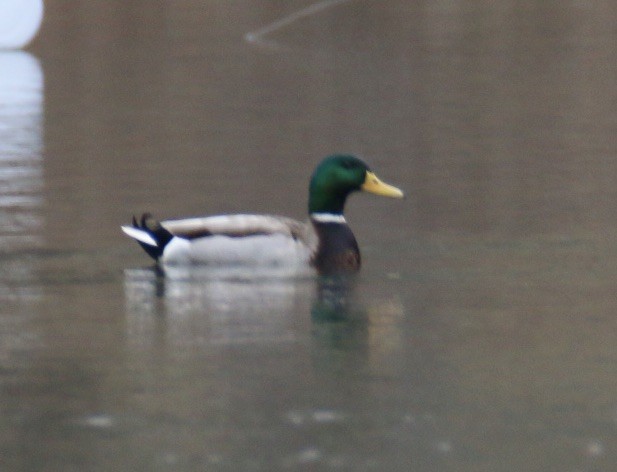 Крижень звичайний - ML613003045