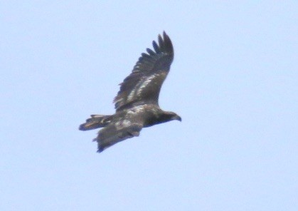 Орлан білоголовий - ML613003052