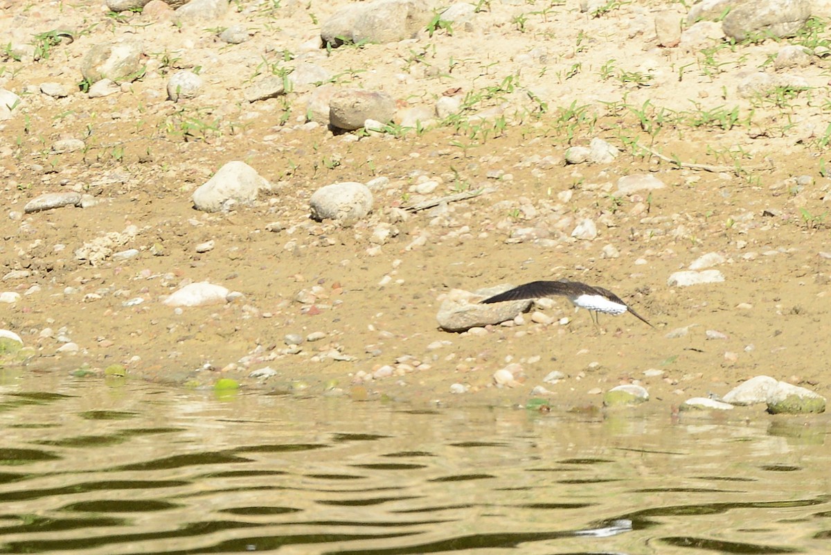 Green Sandpiper - ML613003114