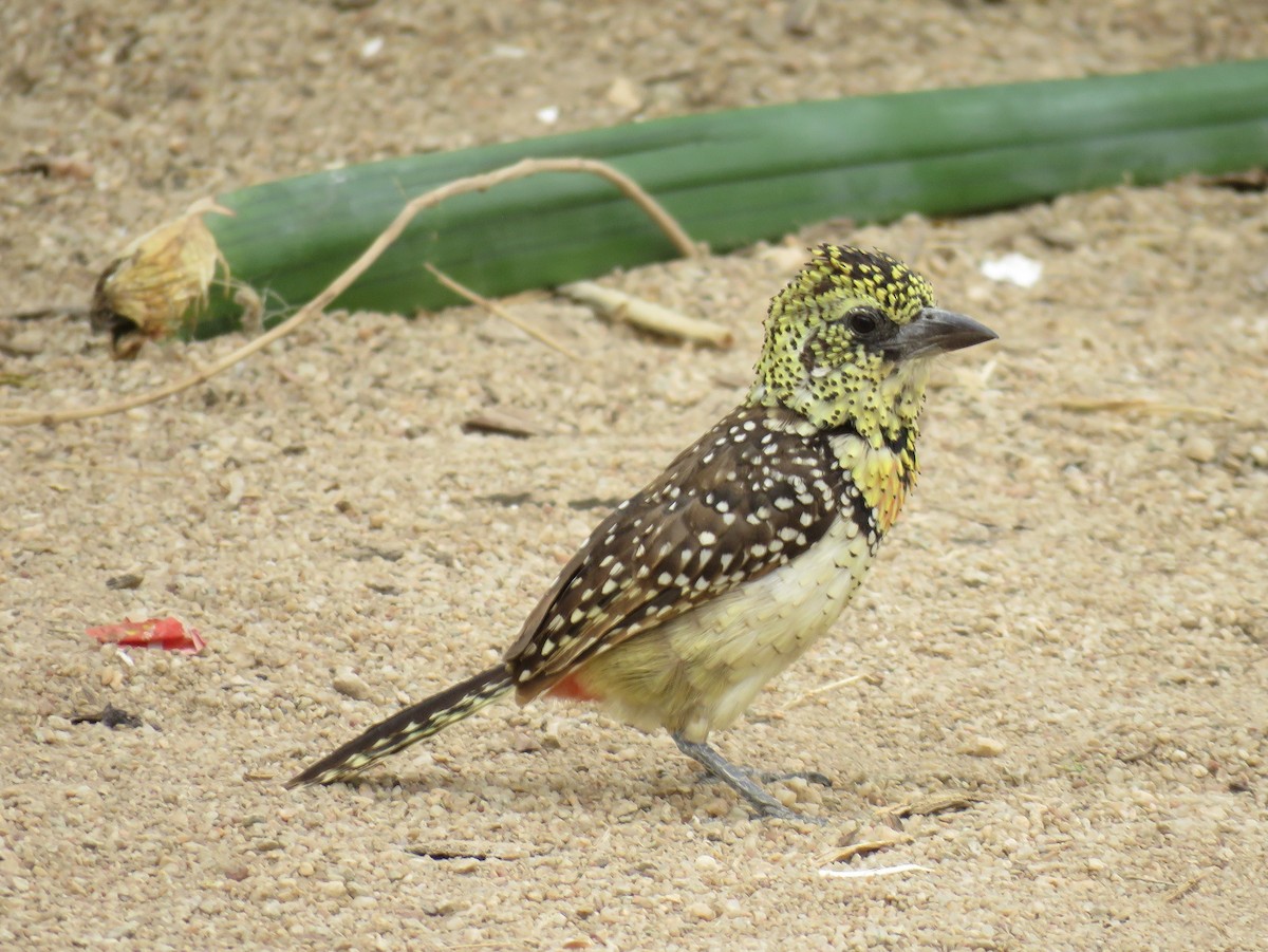 Red-and-yellow Barbet - ML613003115