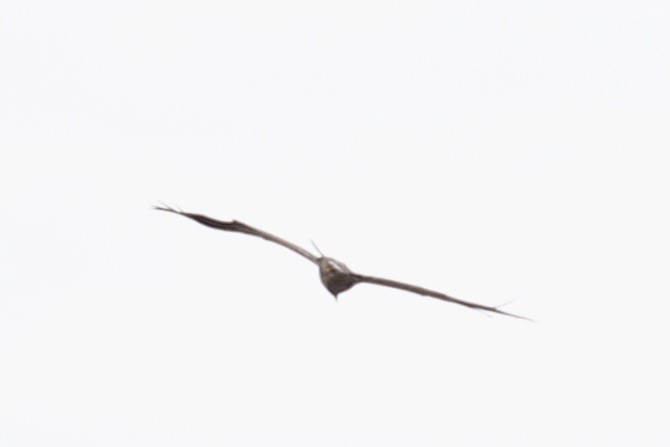 Белоголовый орлан - ML613003165