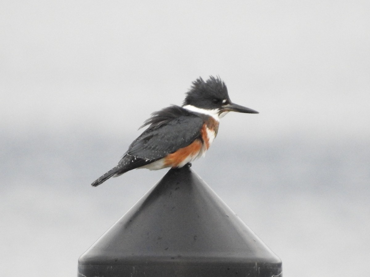 Belted Kingfisher - ML613003231