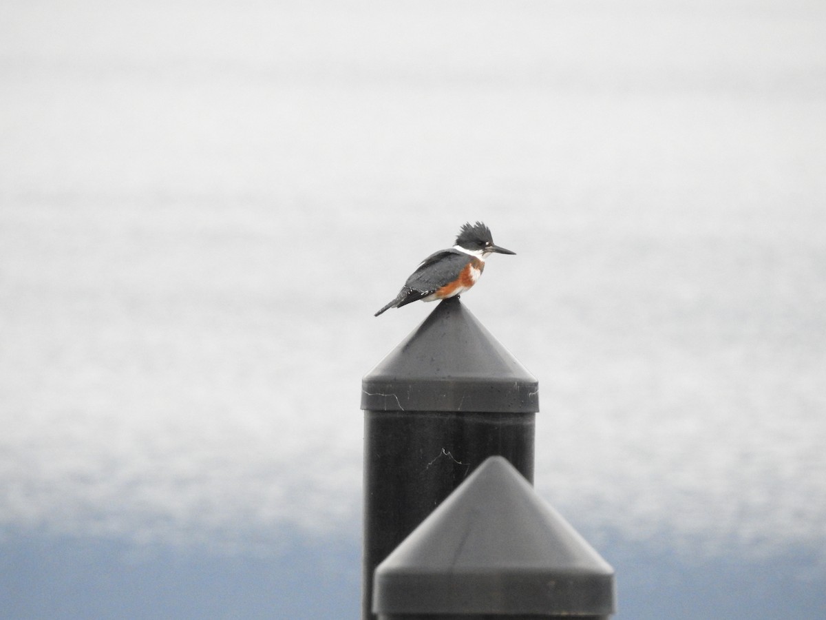 Belted Kingfisher - ML613003232