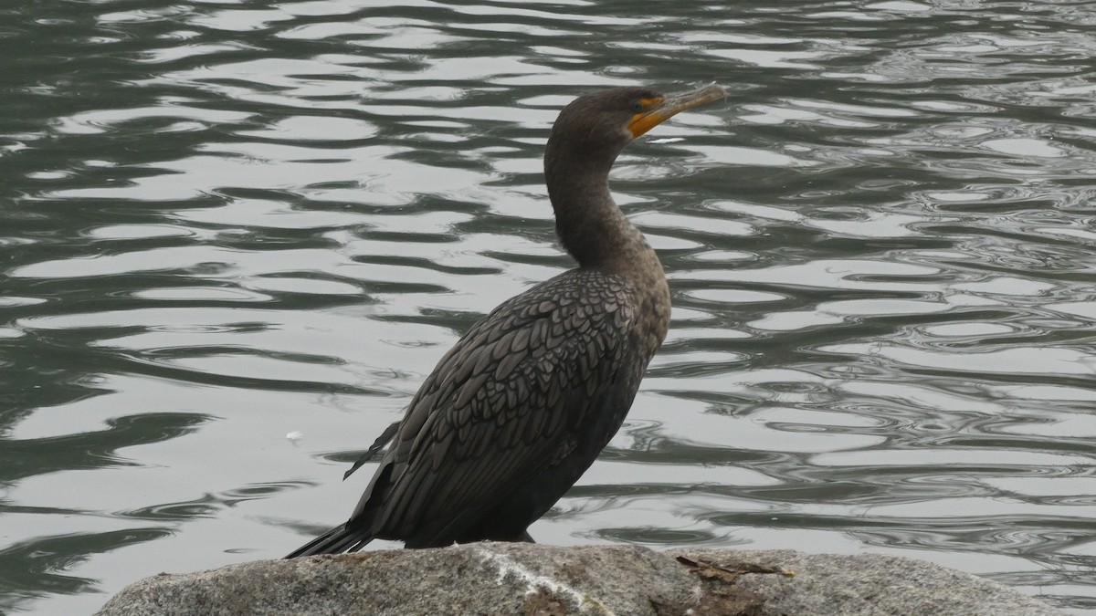 Cormoran à aigrettes - ML613003261